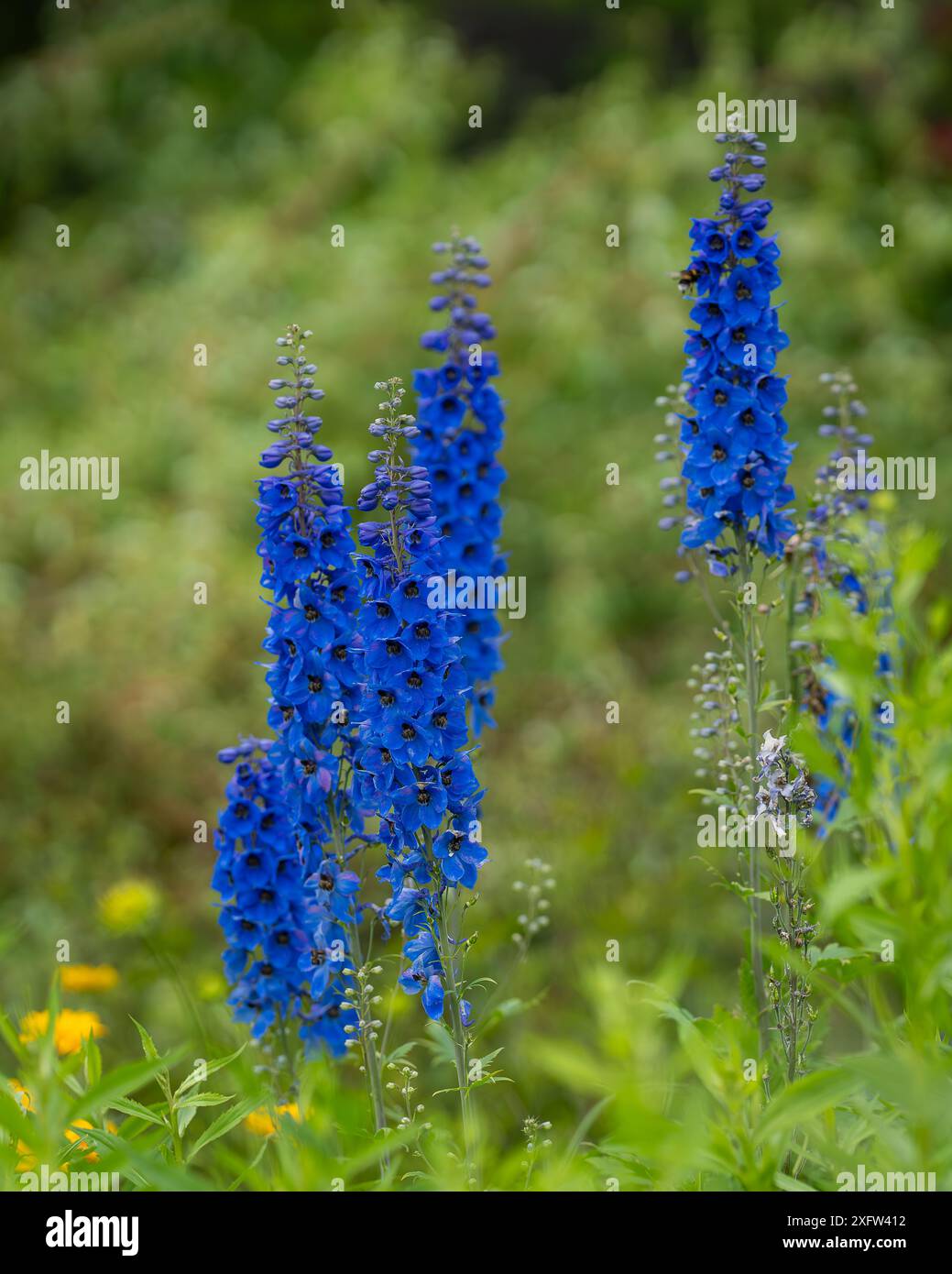 Tiefblaue Delphiniums in einem Sommergarten. Cottage Garden Flowers: Delfine. Delphinium, auch bekannt als Larkspur. Poster. Hintergrundbild. Stockfoto