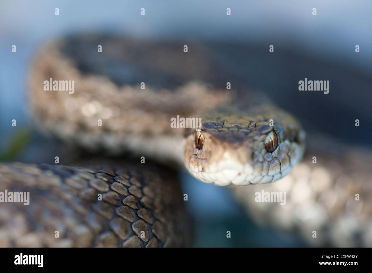 Orsinis Vipera ursinii Erwachsenenporträt. Endemisch im Apennin. Abruzzen, Italien, Juni. Stockfoto