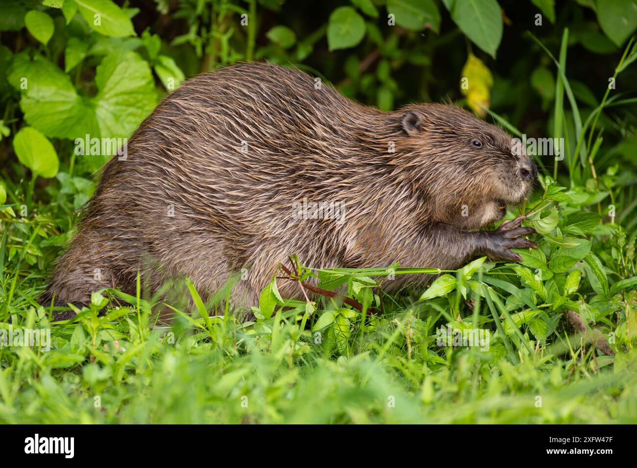 Weibliche Biber fressen an Ufervegetation Stockfoto