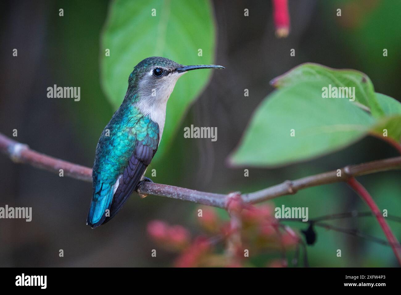 Kubanischer Smaragd (Chlorostilbon ricordii), endemisch in Kuba. Nationalpark Cienaga de Zapata, Kuba Stockfoto