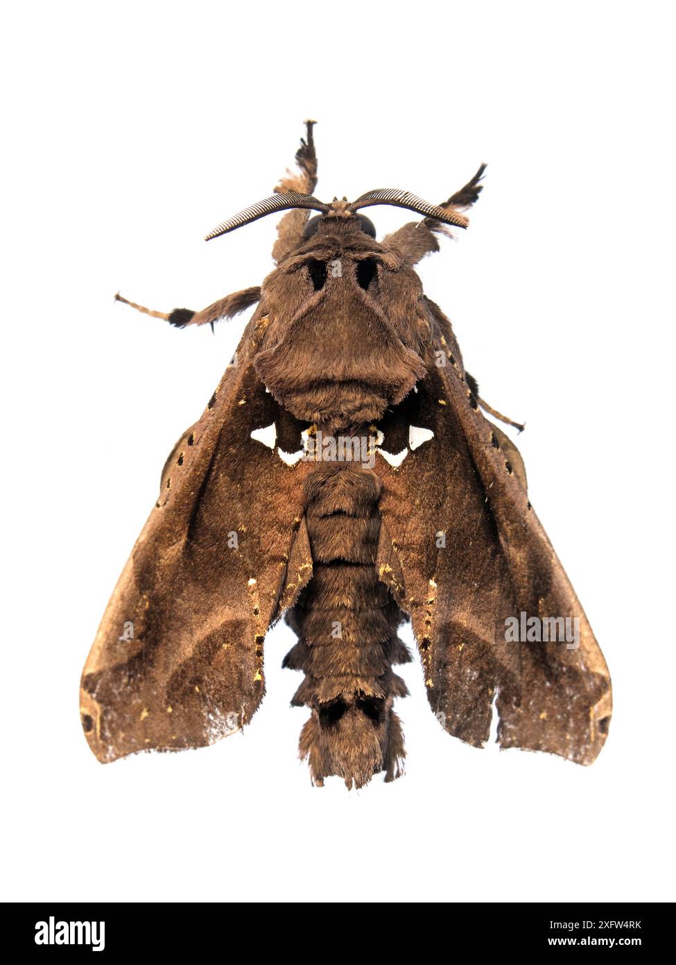 Cossid Moth (Langsdorfia franckii) Tapirai, Sao Paulo, Brasilien. Atlantischer Wald. Projekt Meetyourneighbours.net. Stockfoto