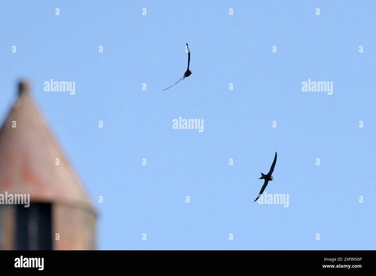 Gemeinsame Swifts (Apus apus) fliegen über Dächer, nachdem sie gerade nach der Migration aus afrikanischen Wintergründen in Lacock, Wiltshire, Großbritannien, im Mai angekommen sind. Stockfoto