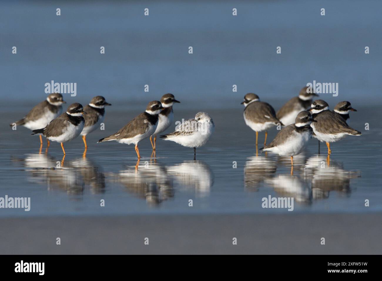 Ringpfeifer (Charadrius hiaticula) im Wasser stehende Herde, Bretagne, Frankreich, Oktober. Stockfoto