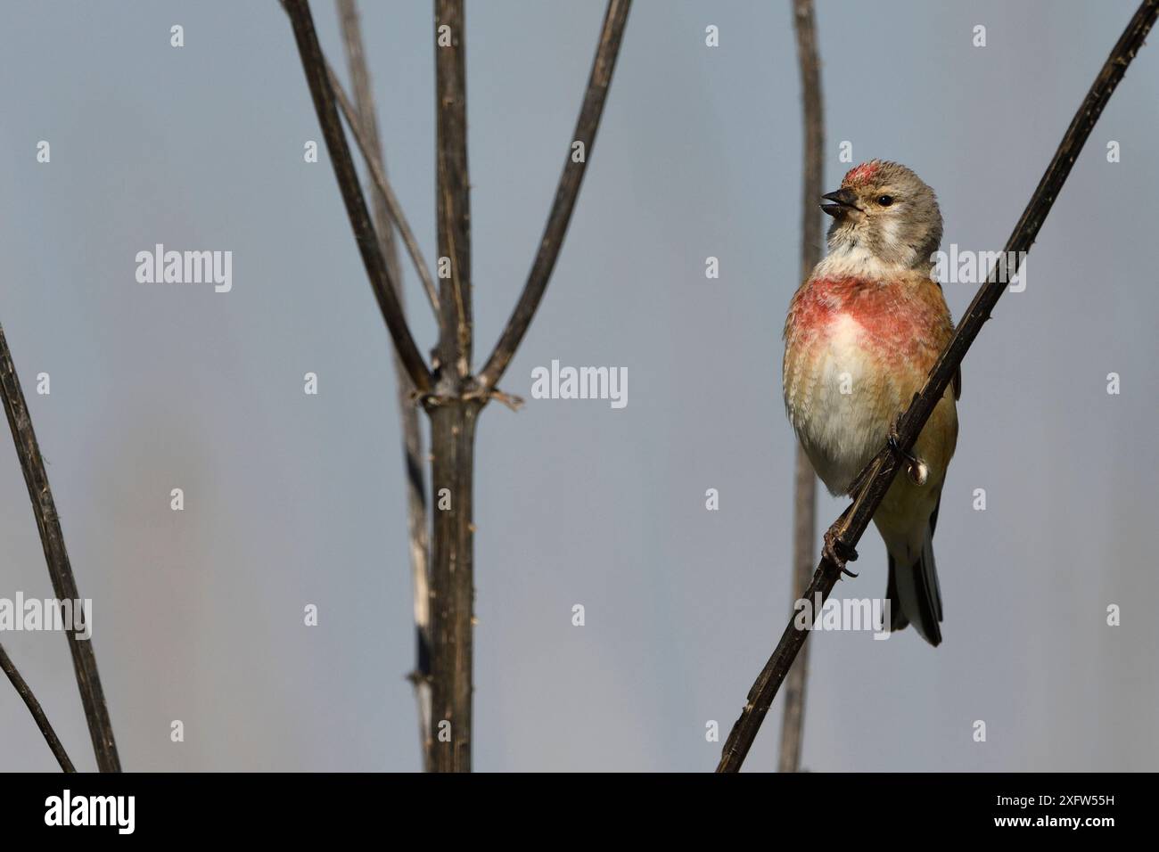 Linaria cannabina männlich im Zuchtgefieder, Vogesen, Frankreich, April. Stockfoto