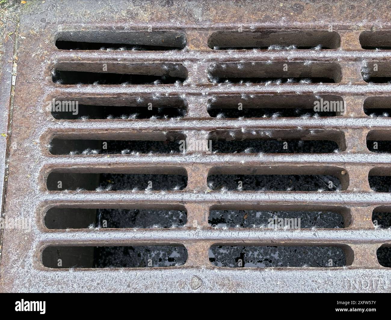 POLLEN. Pollenstücke, die an einem Kanalgitter hängen geblieben sind. In Somers, New York. Stockfoto