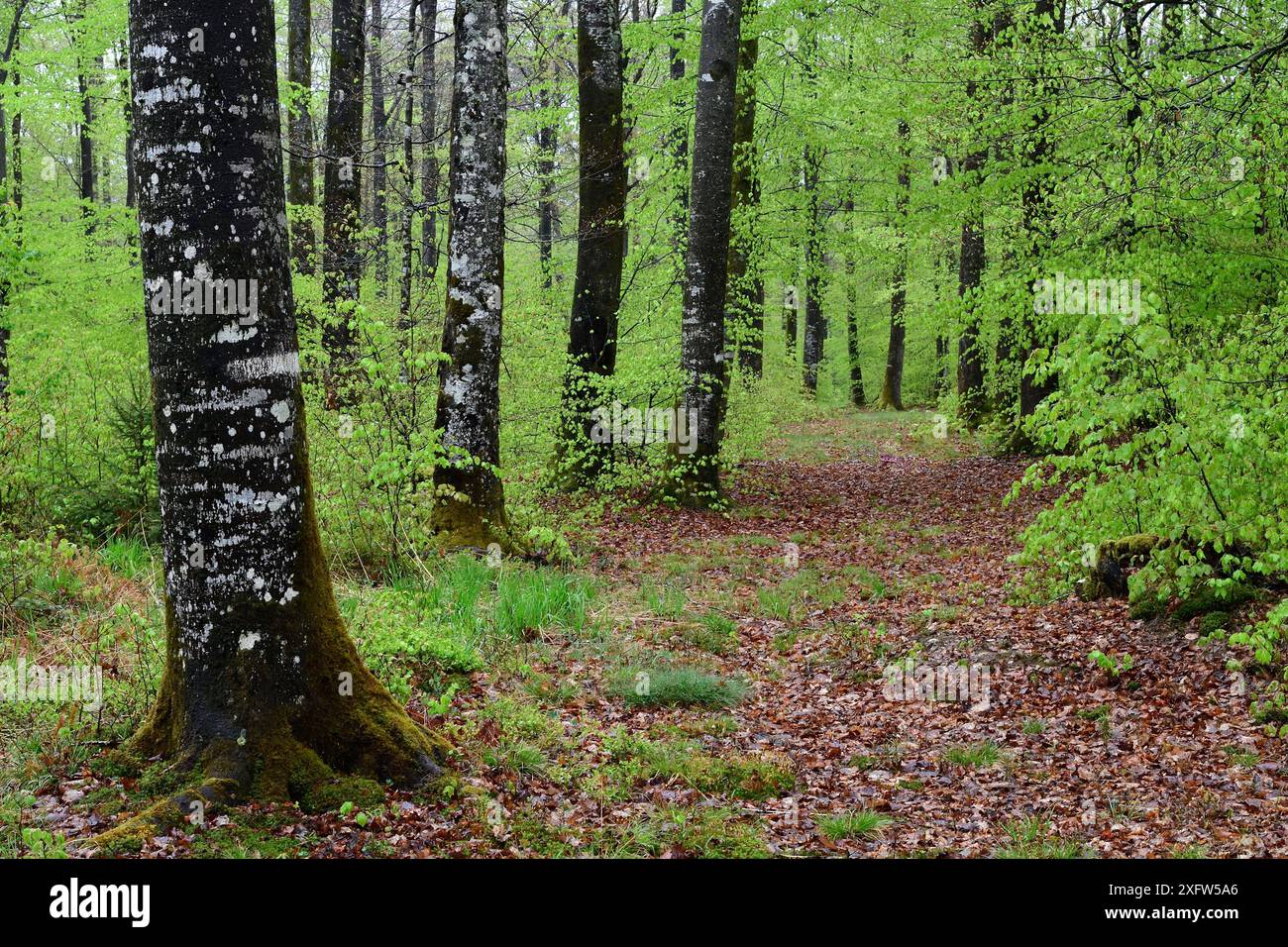Buchenwald (Fagus sylvatica) im Frühjahr, Vogesen, Frankreich, Mai. Stockfoto