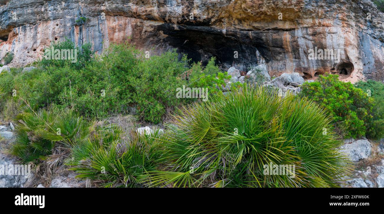 Zwergfächerpalme (Chamaerops humilis) vor dem Abrics de l'Ermita, Steinhütten der Eremitage, Ulldecona Village, Katalonien, Spanien, Juni 2017. Stockfoto