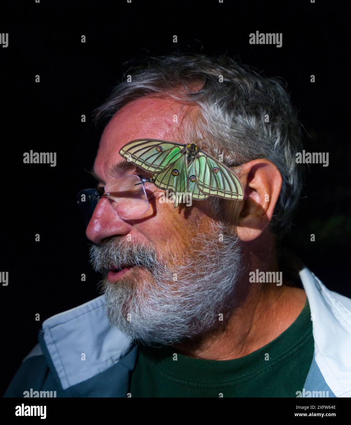 Mann mit weiblicher spanischer Mondmotte (Graellsia isabellae) im Gesicht während der wissenschaftlichen Forschung, im Hafen-Naturpark, Katalonien, Spanien, Juni. Stockfoto