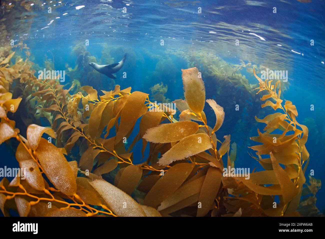 Kalifornischer Seelöwen (Zalophus californianus) und Riesentälchen (Macrocystis pyrifera) Wald, San Benitos Inseln, Baja California Pacific Islands Biosphere Reserve, Baja California, Mexiko, Mai Stockfoto