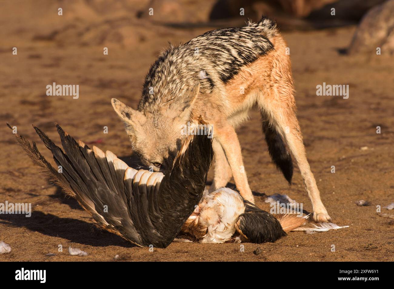 Schwarzer Schakal (Canis mesomelas), erwachsenes Individuum, das eine tote Seetangmöwe isst. Cape Cross cape-voll-Robbenkolonie, Namibia Stockfoto