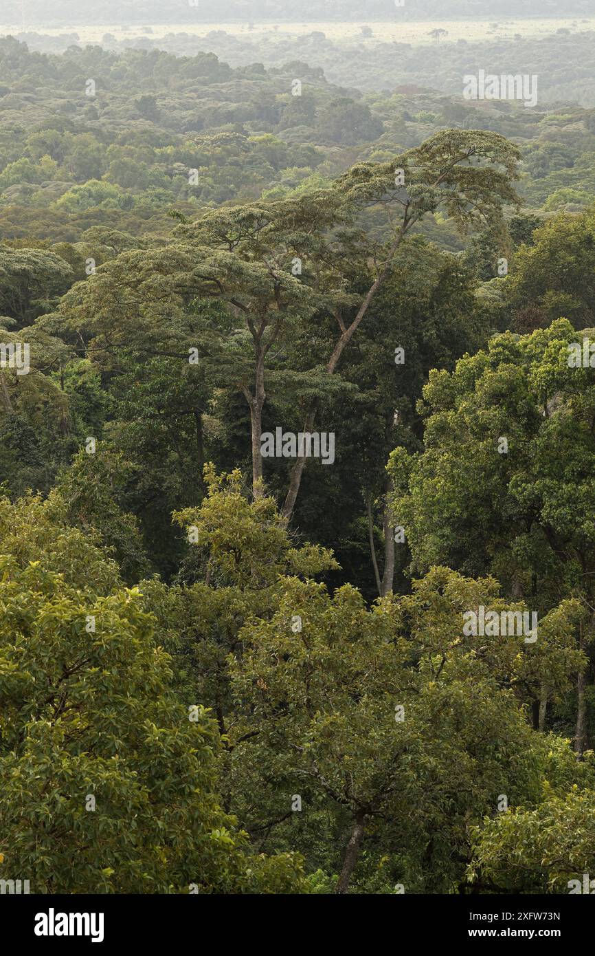Landschaft des Kakamega-Waldes, tropischer Regenwald, Kenia, Juli 2017. Stockfoto