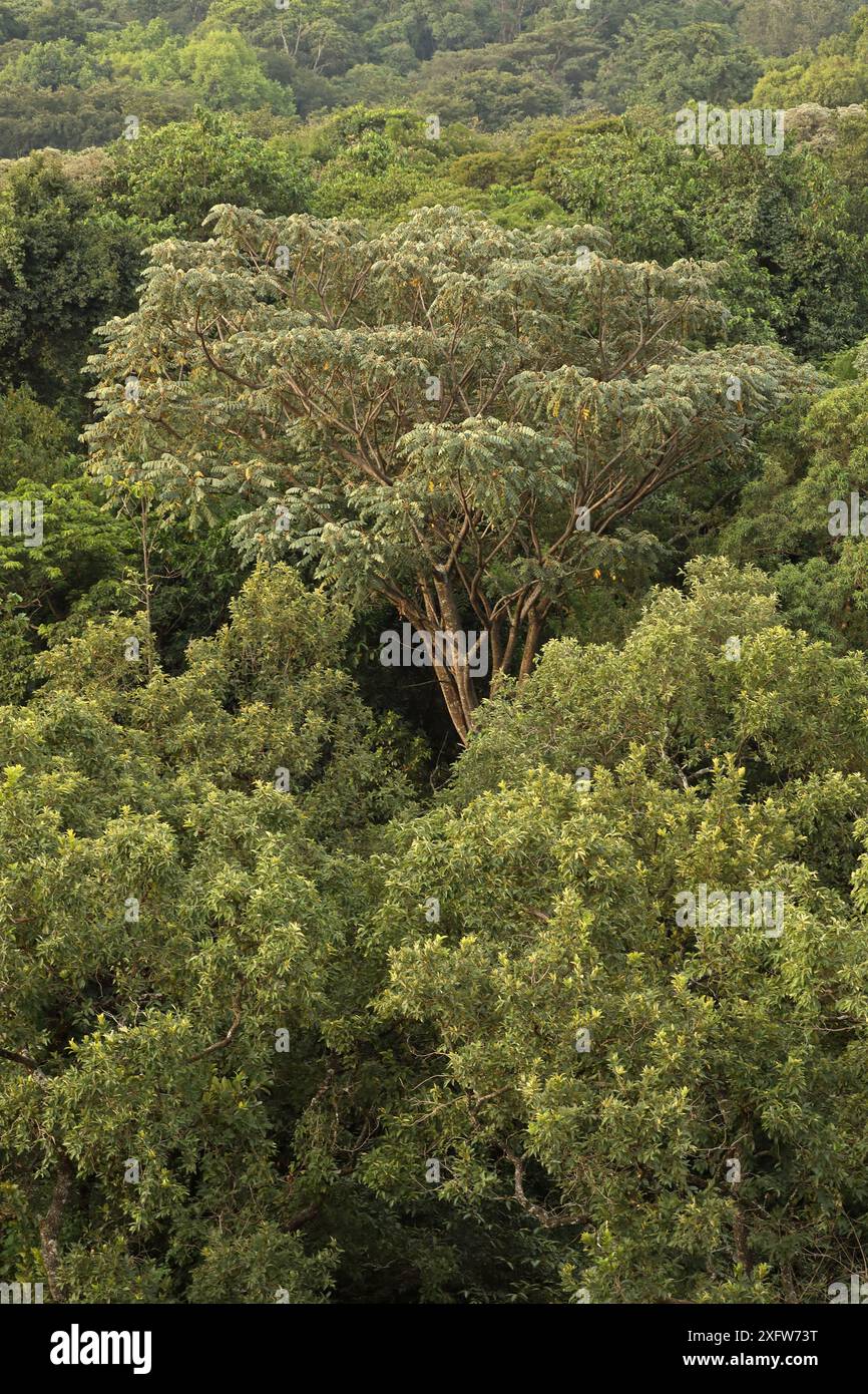 Landschaft des Kakamega-Waldes, tropischer Regenwald, Kenia, Juli 2017. Stockfoto