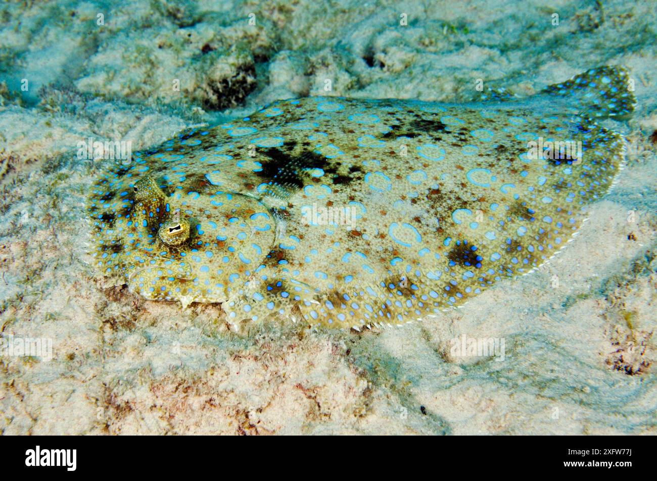 Pfauenflunder (Bothus lunatus), getarnt auf Sandboden Bonaire, Leeward Antilles, Karibik. Stockfoto