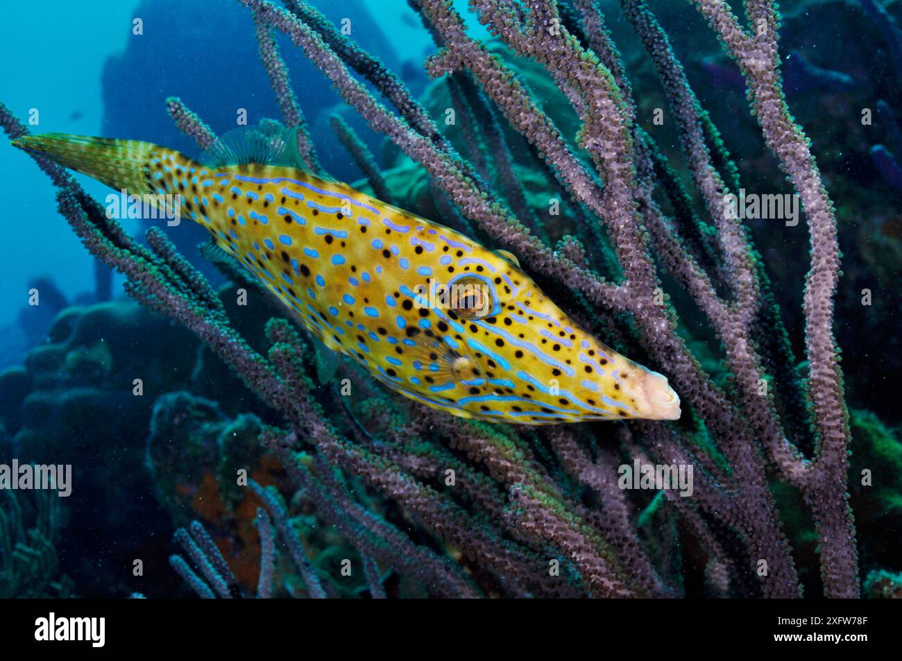 Kritzelfische (Aluterus scriptus) zwischen den Zweigen der Gorgonienkorallen (Eunicea) Bonaire, Leeward Antilles, Karibik. Stockfoto