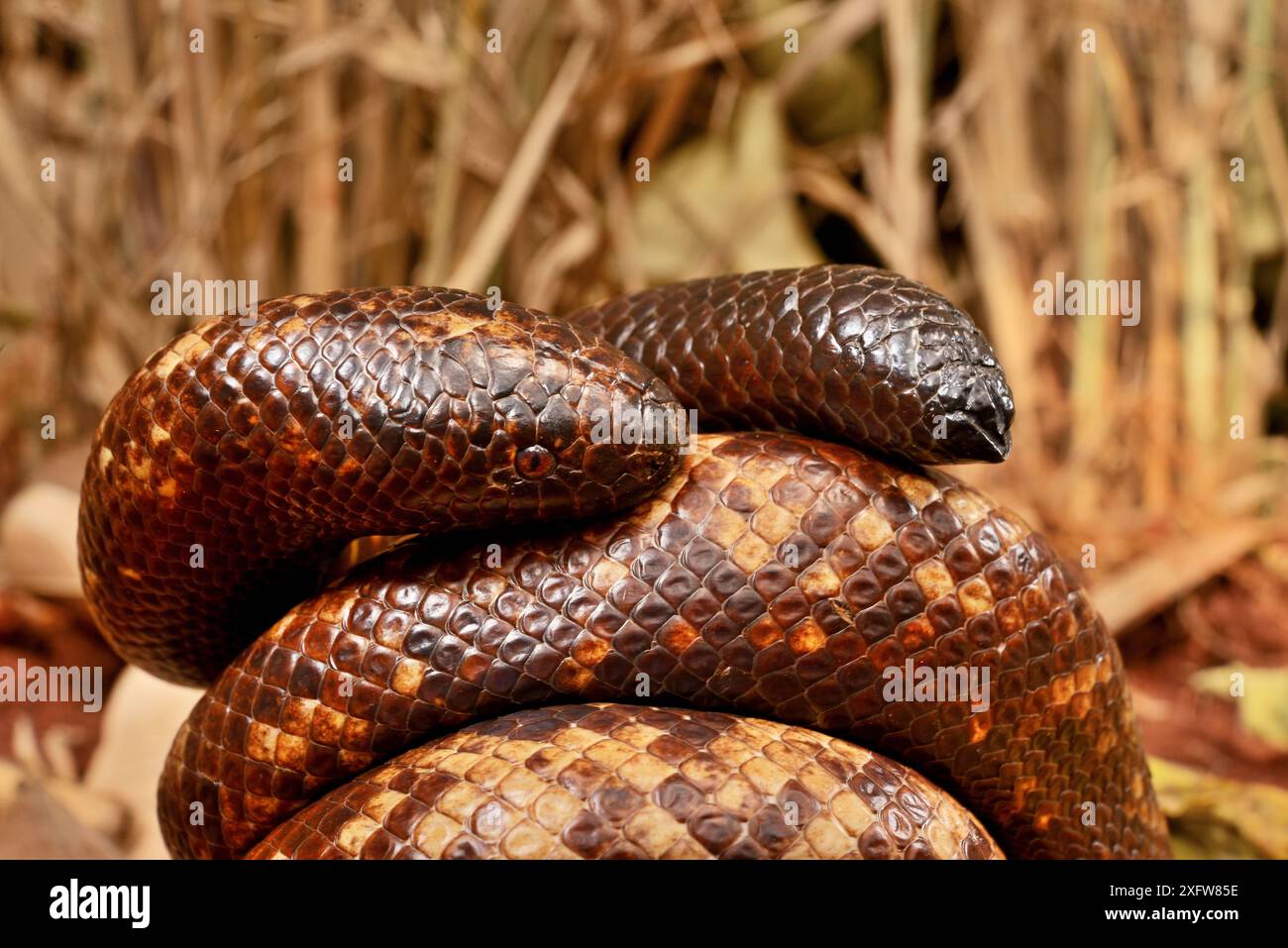 Calabar grabenden boa Schlange (Calabaria reinhardtii) im defensiven Ball, Captive, tritt der äquatorialen Regenwald von West- und Zentralafrika. Kopf und Schwanz sind sehr ähnlich Stockfoto