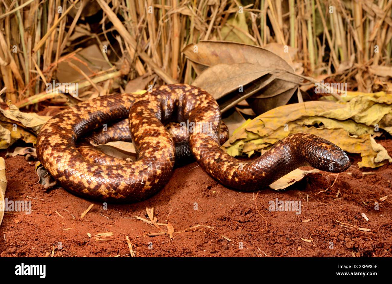 Calabar Grabboa Schlange (Calabaria reinhardtii) Gefangener, kommt äquatorialer Regenwald in West- und Zentralafrika vor Stockfoto