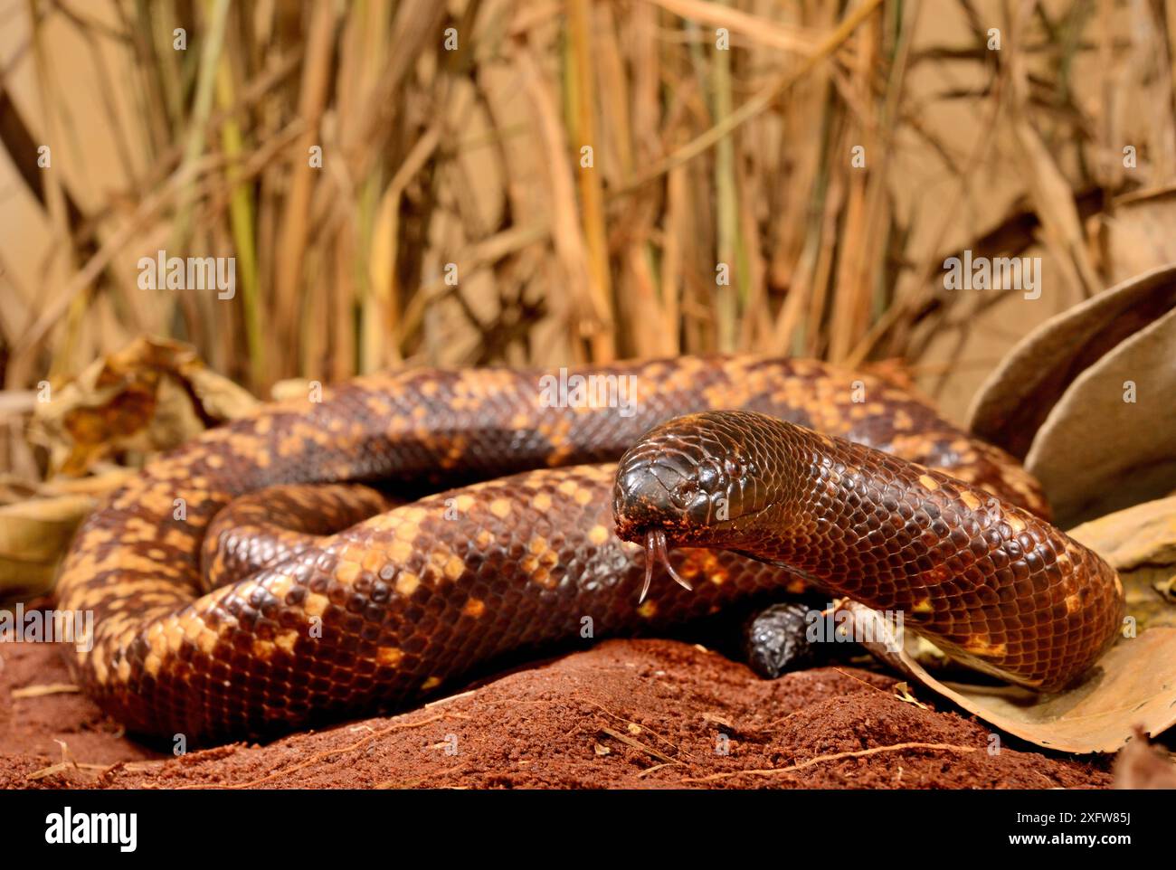 Calabar Grabboa Schlange (Calabaria reinhardtii) Gefangener, kommt äquatorialer Regenwald in West- und Zentralafrika vor Stockfoto