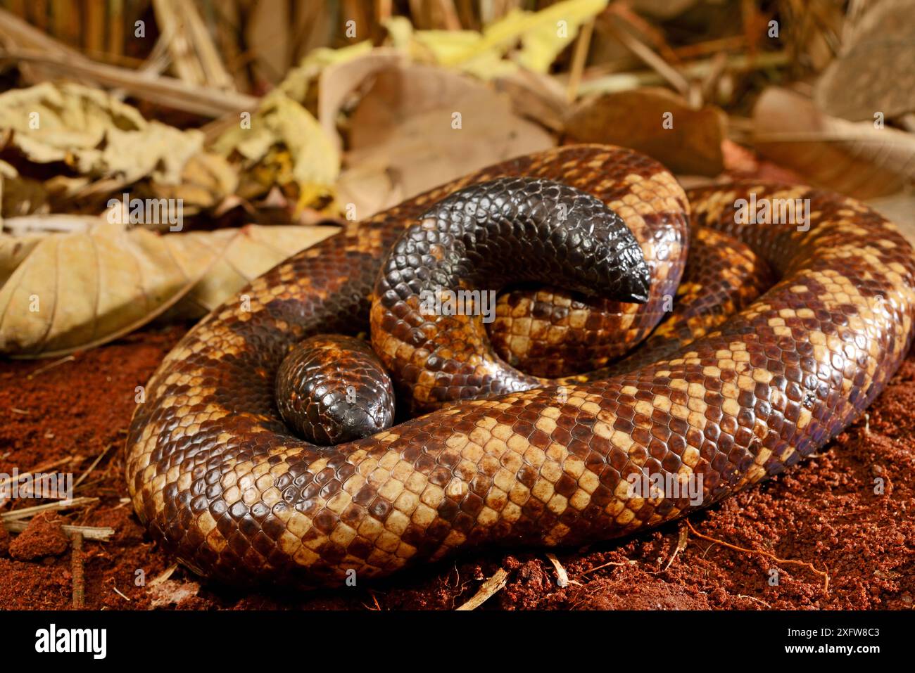 Calabar grabenden boa Schlange (Calabaria reinhardtii) im defensiven Ball, Captive, tritt der äquatorialen Regenwald von West- und Zentralafrika. Kopf und Schwanz sind sehr ähnlich Stockfoto