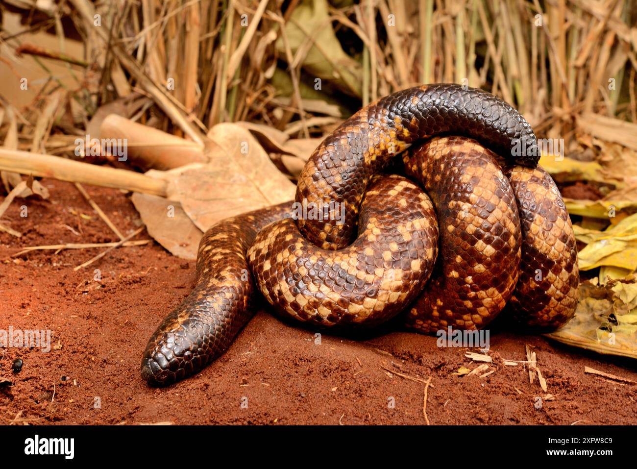 Calabar grabenden boa Schlange (Calabaria reinhardtii) im defensiven Ball, Captive, tritt der äquatorialen Regenwald von West- und Zentralafrika. Kopf und Schwanz sind sehr ähnlich Stockfoto