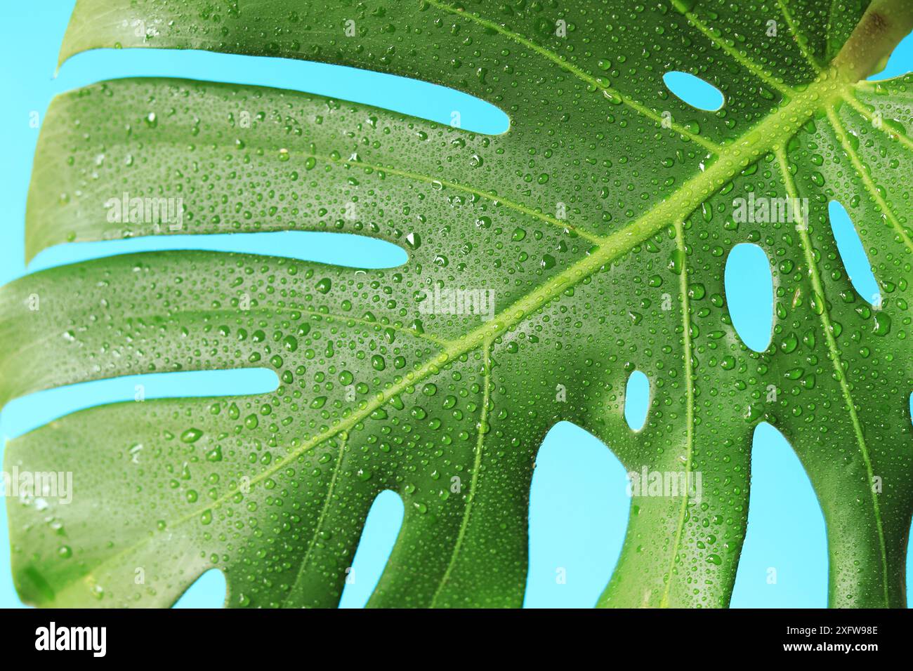 Monstera-Blatt auf blauem Hintergrund. Sommer Hintergrund. Feuchtes Monstera-Blatt mit Löchern. Grünes Monsterablatt mit Wassertropfen. Blick von oben auf einen tropischen Plan Stockfoto