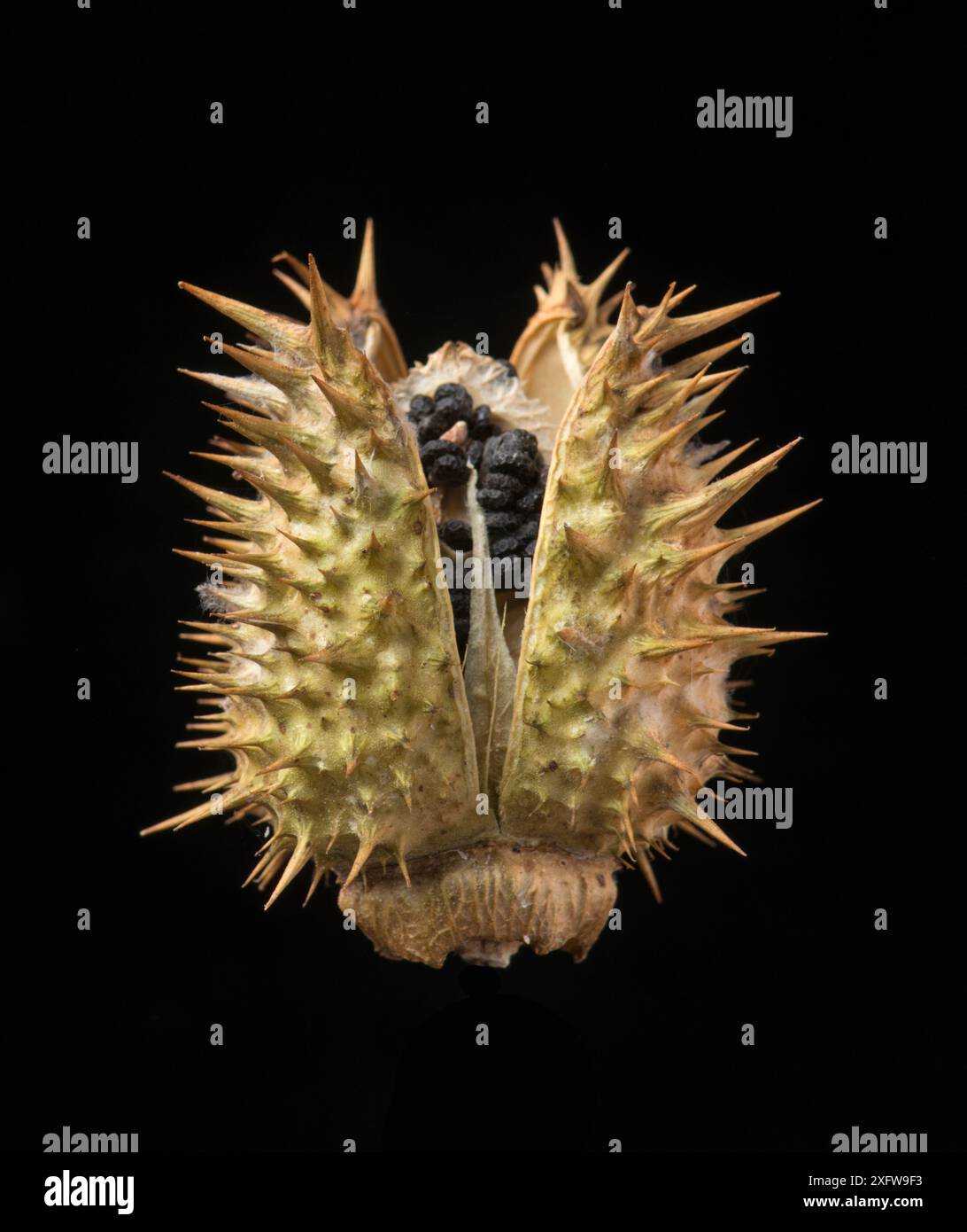 Dornapfel (Datura stramonium) Samenkapsel. Stockfoto
