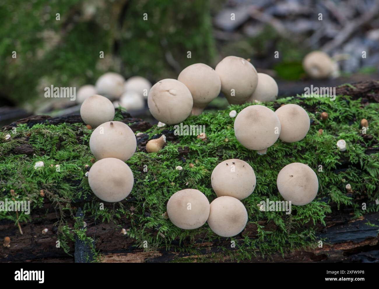 Stumpffubball (Lycoperdon pyriforme) Sussex, England, Großbritannien, September. Stockfoto