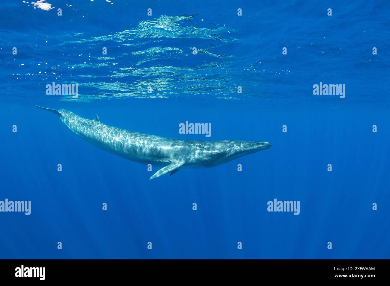 Bryde's Wale (Balaenoptera edeni) Trincomalee, östlichen Provinz, Sri Lanka, Golf von Bengalen, der Indische Ozean Stockfoto