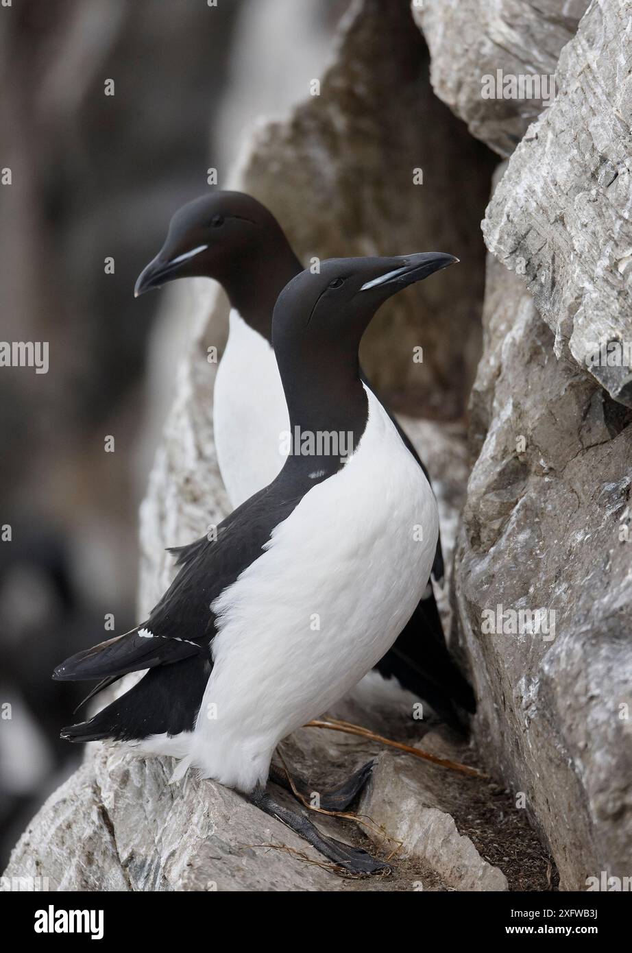 Brunnich's guillemot (Uria lomvia) Norwegen, April. Stockfoto