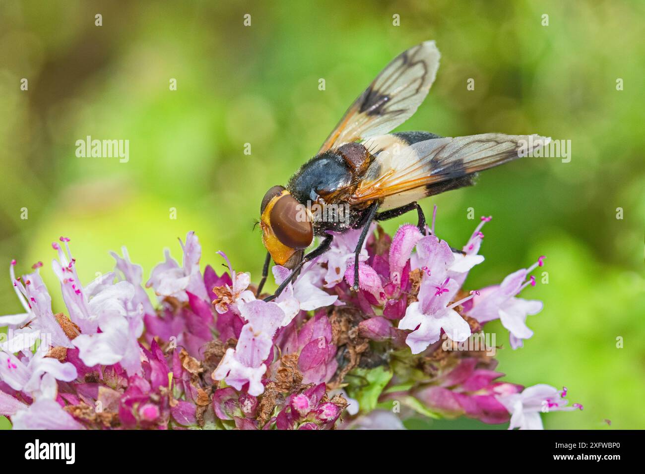 Große rattenfliege (Volucella pellucens), Weibchen, die wilde Marjoram fressen, Hutchinson's Bank, New Addington, London, England, Großbritannien, August 2017 Stockfoto