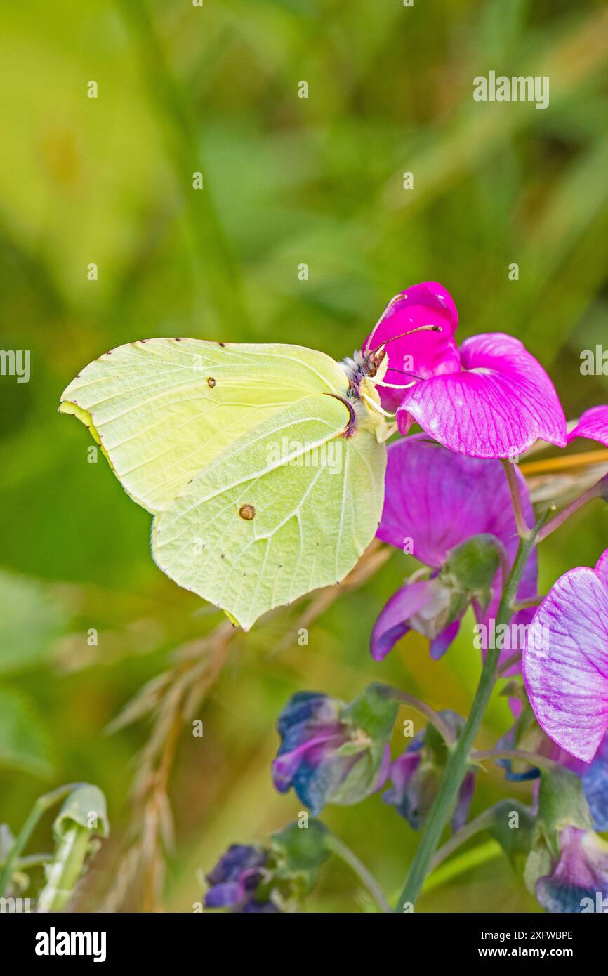 Schwefel (Gonepteryx rhamni) männliche Fütterung von Everlasting Süsserbsen (Lathyrus latifolius) Brockley Cemetery, Lewisham, London, England, Vereinigtes Königreich. Juli. Stockfoto