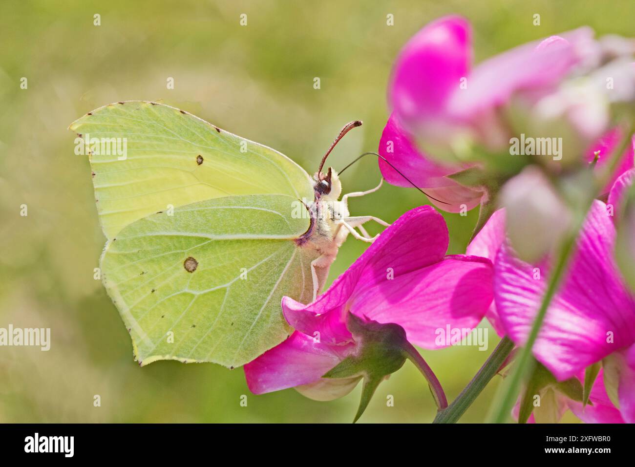 Schwefel-Schmetterling (Gonepteryx rhamni), männlich, der sich an Everlasting Süsserbsen (Lathyrus latifolius) ernährt, Brockley Cemetery, Lewisham, London, England, Vereinigtes Königreich. Juli. Stockfoto
