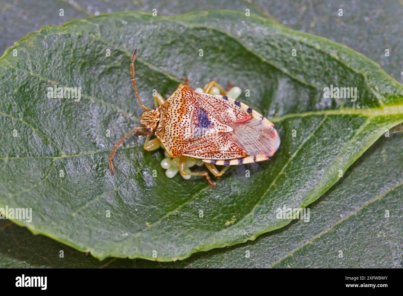 Elterntier-Schildkäfer (Elasmucha grisea), weibliche Legeeier, Sutcliffe Park Nature Reserve, Eltham, London, England, Vereinigtes Königreich, August. Stockfoto