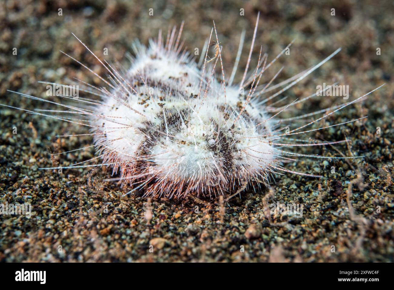 Herdherzeneigel (Maretia planulata), der normalerweise im Sand begraben lebt, kriecht am Meeresboden entlang. Dauin, Dumaguete, Negros, Philippinen. Bohol-See, tropischer westlicher Pazifik. Stockfoto