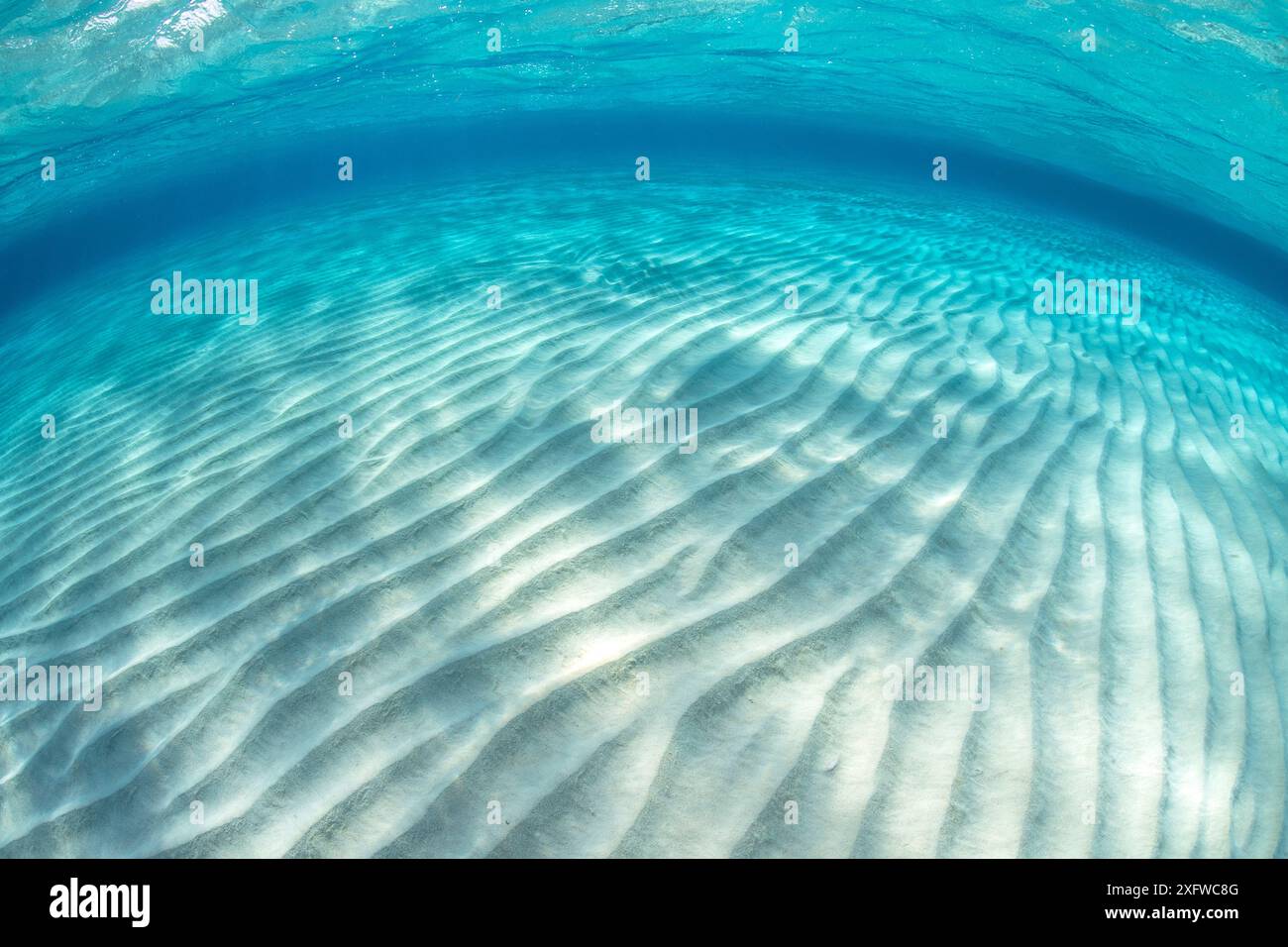 Kräuselt sich im Sand einer flachen Sandbank in klarem Wasser. Stingray City Sandbar, Grand Cayman, Cayman Inseln, Britisch-Westindien, Karibisches Meer. Stockfoto