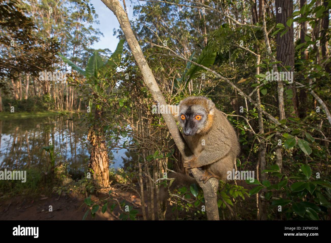 Gemeiner brauner Lemur (Eulemur fulvus), der in einem Baum thront. Vakona Insel, Andasibe Gegend, Madagaskar. Unverlierbar. Stockfoto