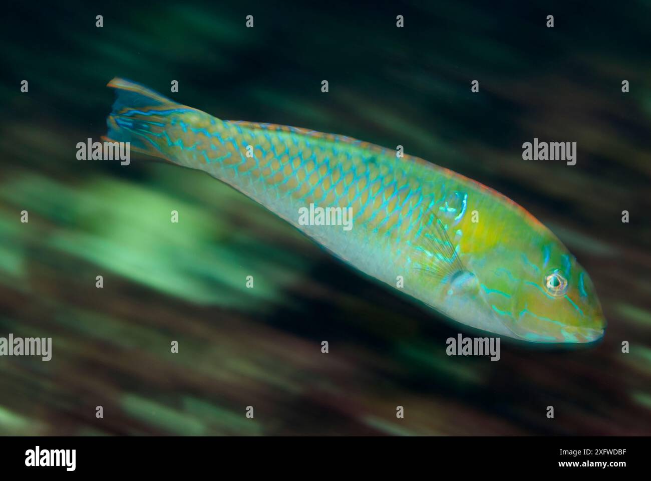 Chamäleonwrasse (Halichoeres dispilus) juvenil mit verschwommener Bewegung. San Agustin Bay, Huatulco Bays Nationalpark, Südmexiko, November Stockfoto