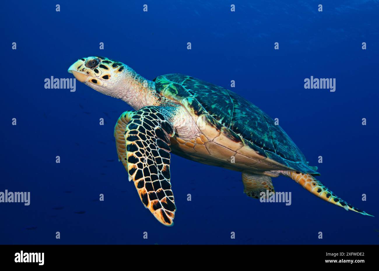 Karettschildkröte (Eretmochelys imbricata), IUCN Critical Endangered, Jardines de la Reina / Gärten des Queen-Nationalparks, Ciego de Avila, Kuba, Januar Stockfoto