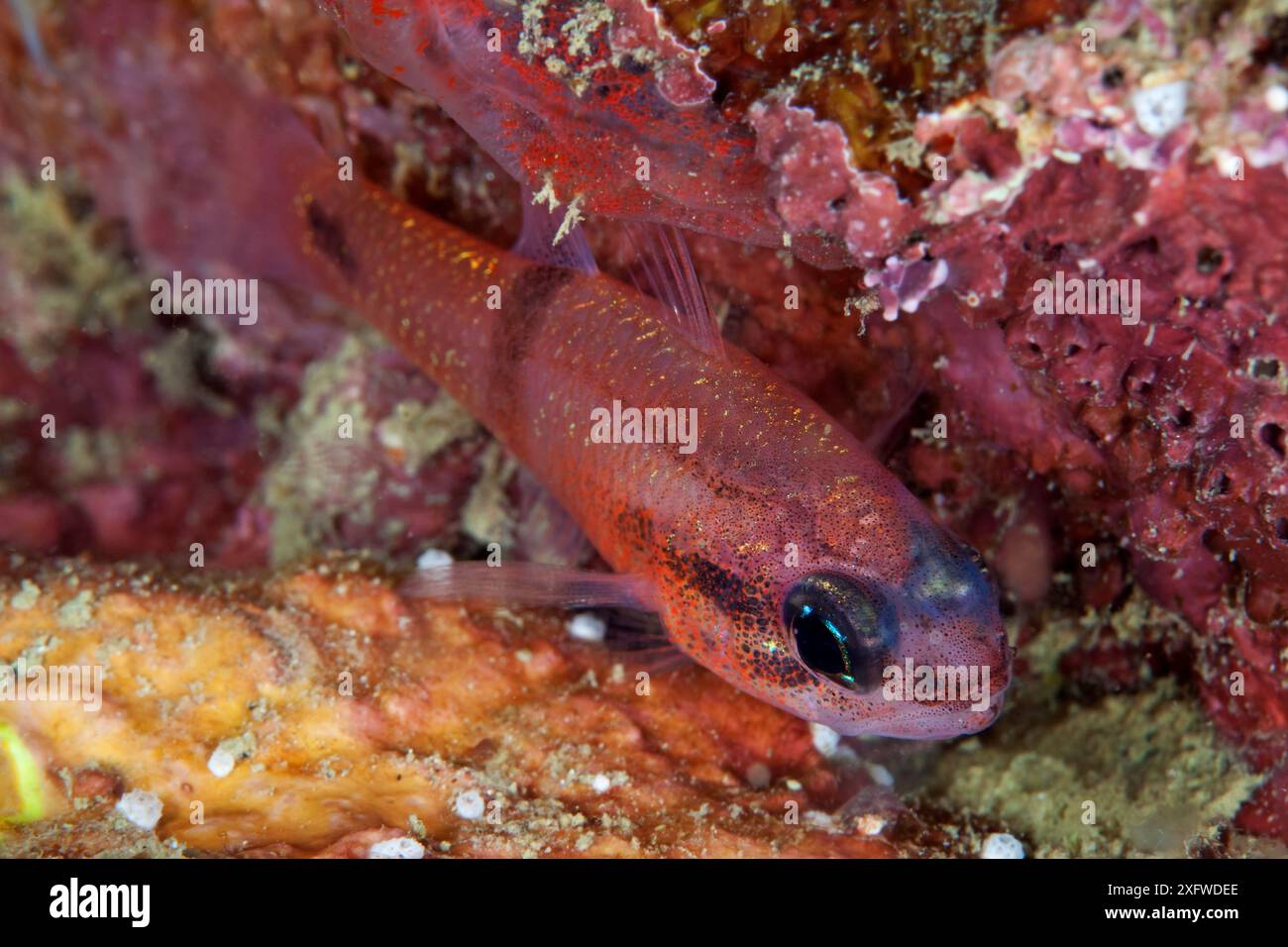 Barspot Kardinalfisch (Apogon retrosella), El Violin, Huatulco Bays Nationalpark, Südmexiko, November Stockfoto