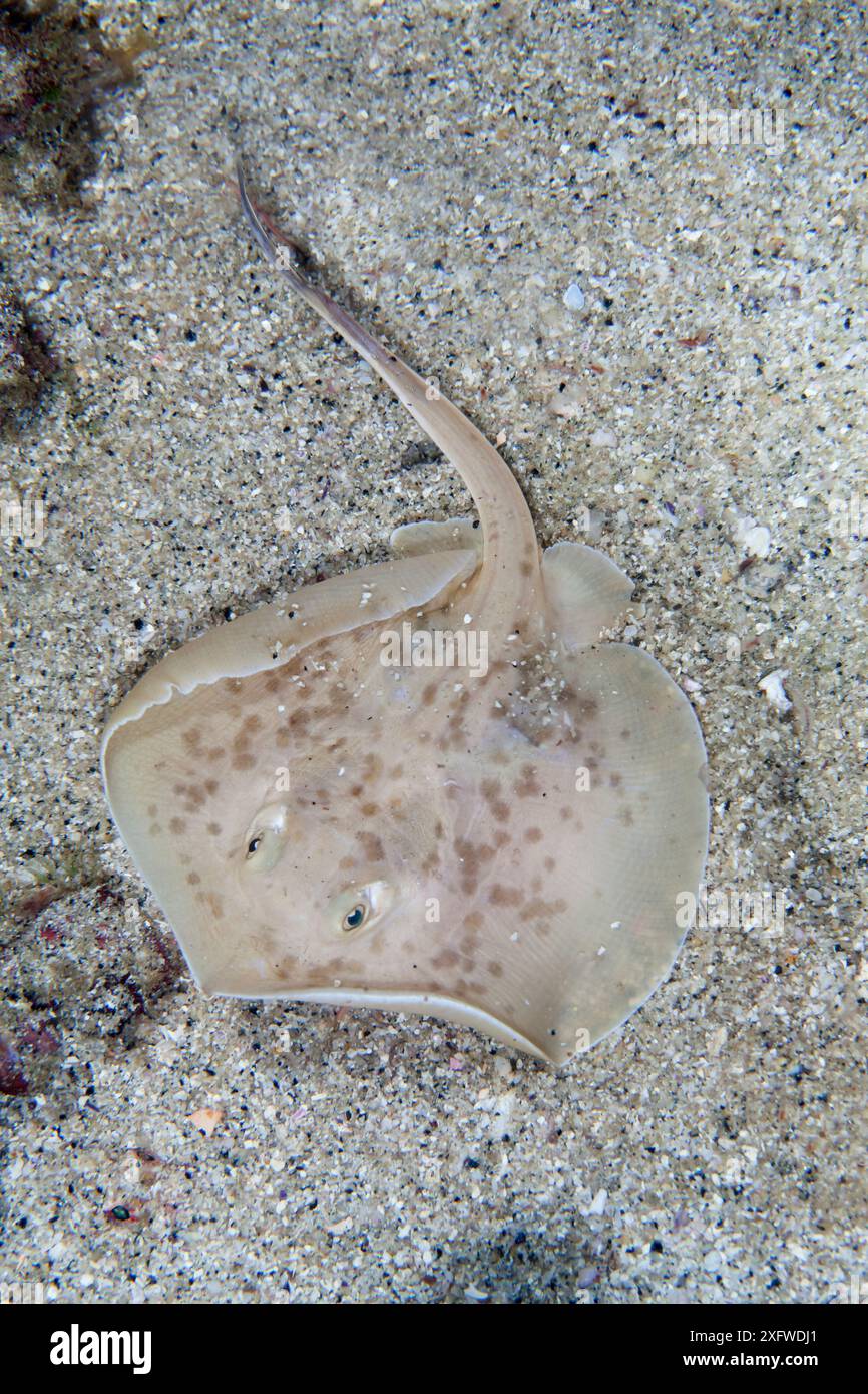 Stachelrochen (Urotrygon chilensis), Punta Maguey, Huatulco Bays Nationalpark, Südmexiko. Stockfoto