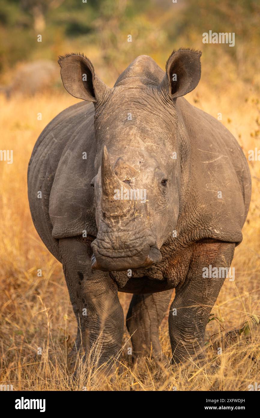 Herrliches weißes Nashorn in Südafrika. Stockfoto