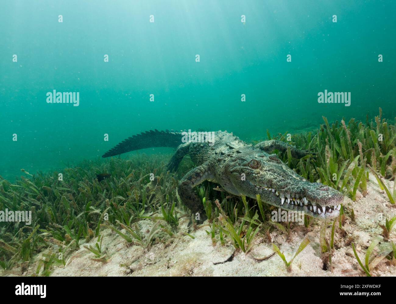 Amerikanisches Krokodil (Crocodylus acutus) Jardines de la Reina / Gärten des Queen-Nationalparks, Karibisches Meer, Ciego de Avila, Kuba, Januar. Gefährdete Arten. Stockfoto