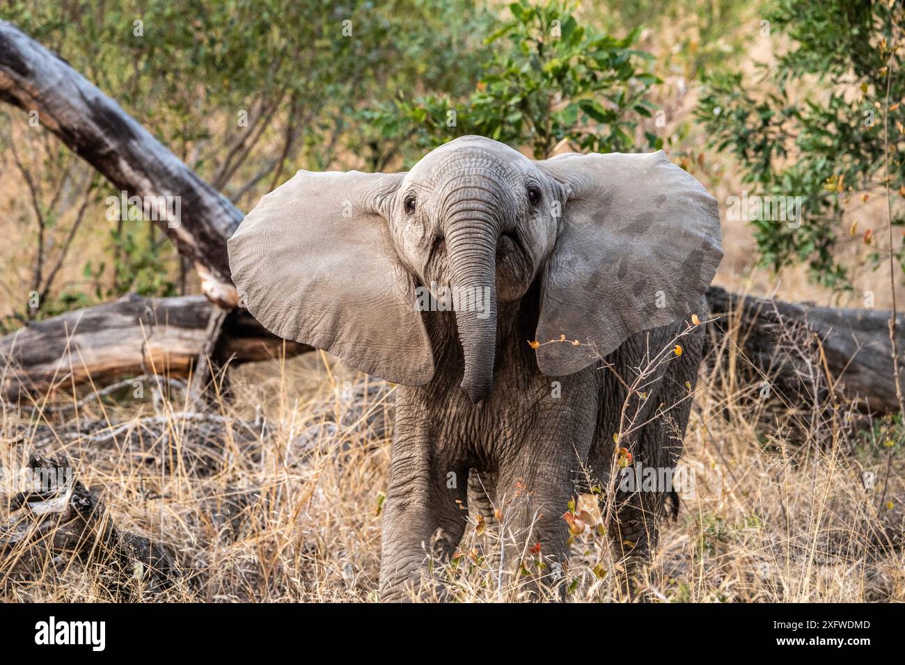 Elefantenkalb zeigt Haltung in Südafrika. Stockfoto