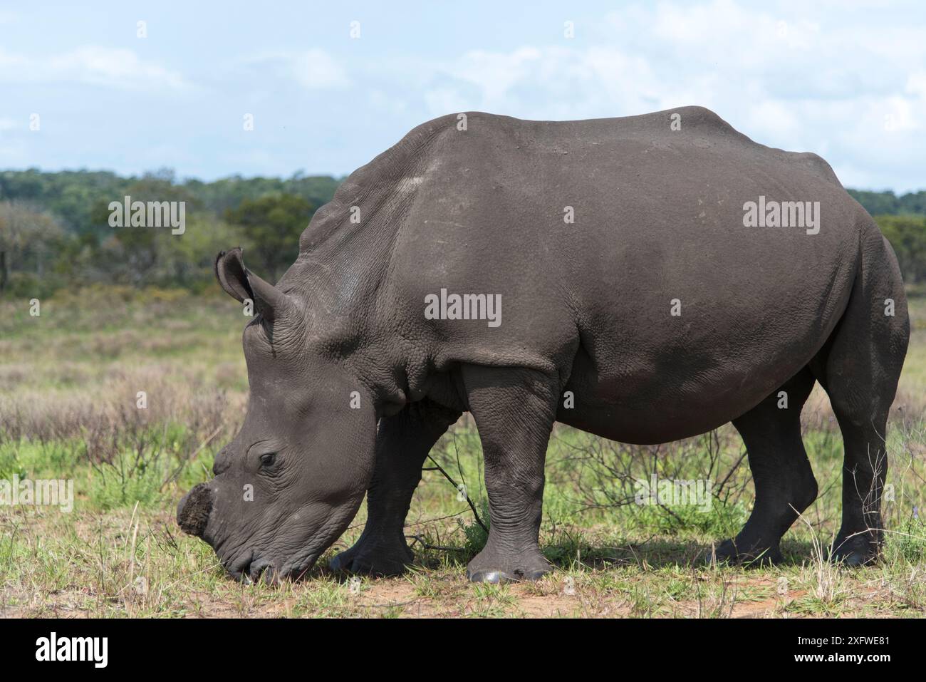 Weißes Nashorn (Ceratotherium simum), dessen Horn entfernt wurde, Isimangaliso Wetland Park, KwaZulu Natal, Südafrika, August. Sie sind enthornt, um Wilderei zu verhindern. Stockfoto