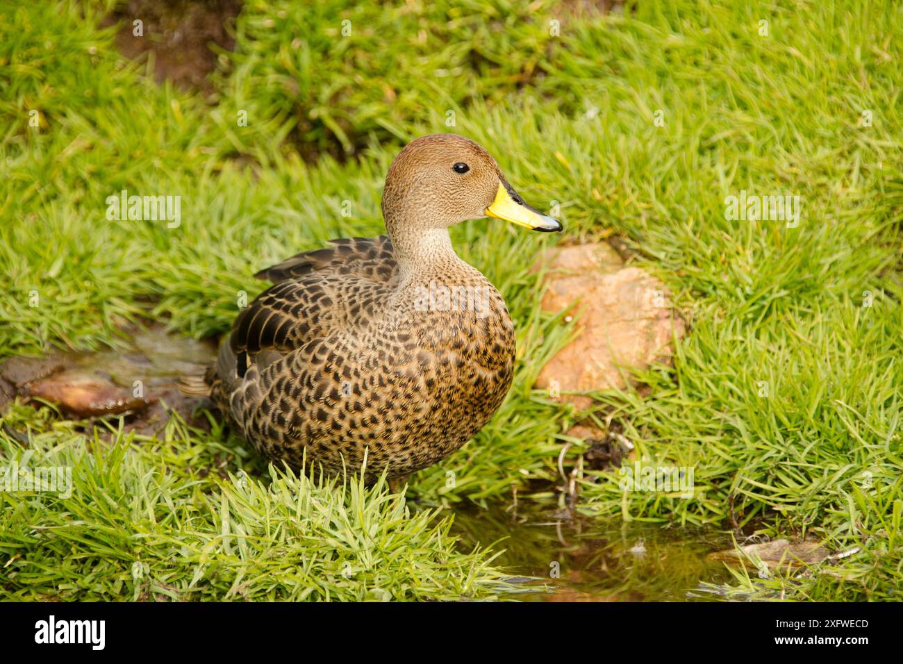 südgeorgien pintail (Anas georgica georgica) Godthul, Südgeorgien, Südatlantik Stockfoto