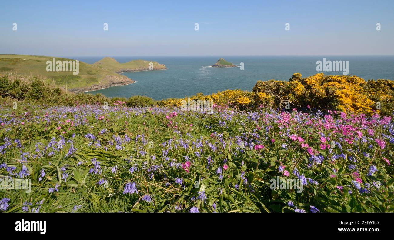 Rote Campion (Silene dioica), Blauglocken (Hyacinthoides non-scripta / Endymion non-scriptus) und Gemeiner Ginster (Ulex europaeus) blühen auf Küstenrasen, Pwhole Head, Cornwall, Großbritannien, Mai. Stockfoto