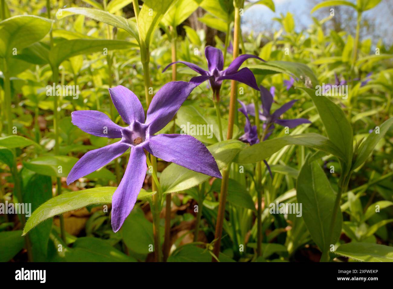 Greater Periwinkle (Vinca Major hirsuta) Flowers, Wiltshire Garden, UK, April. Stockfoto