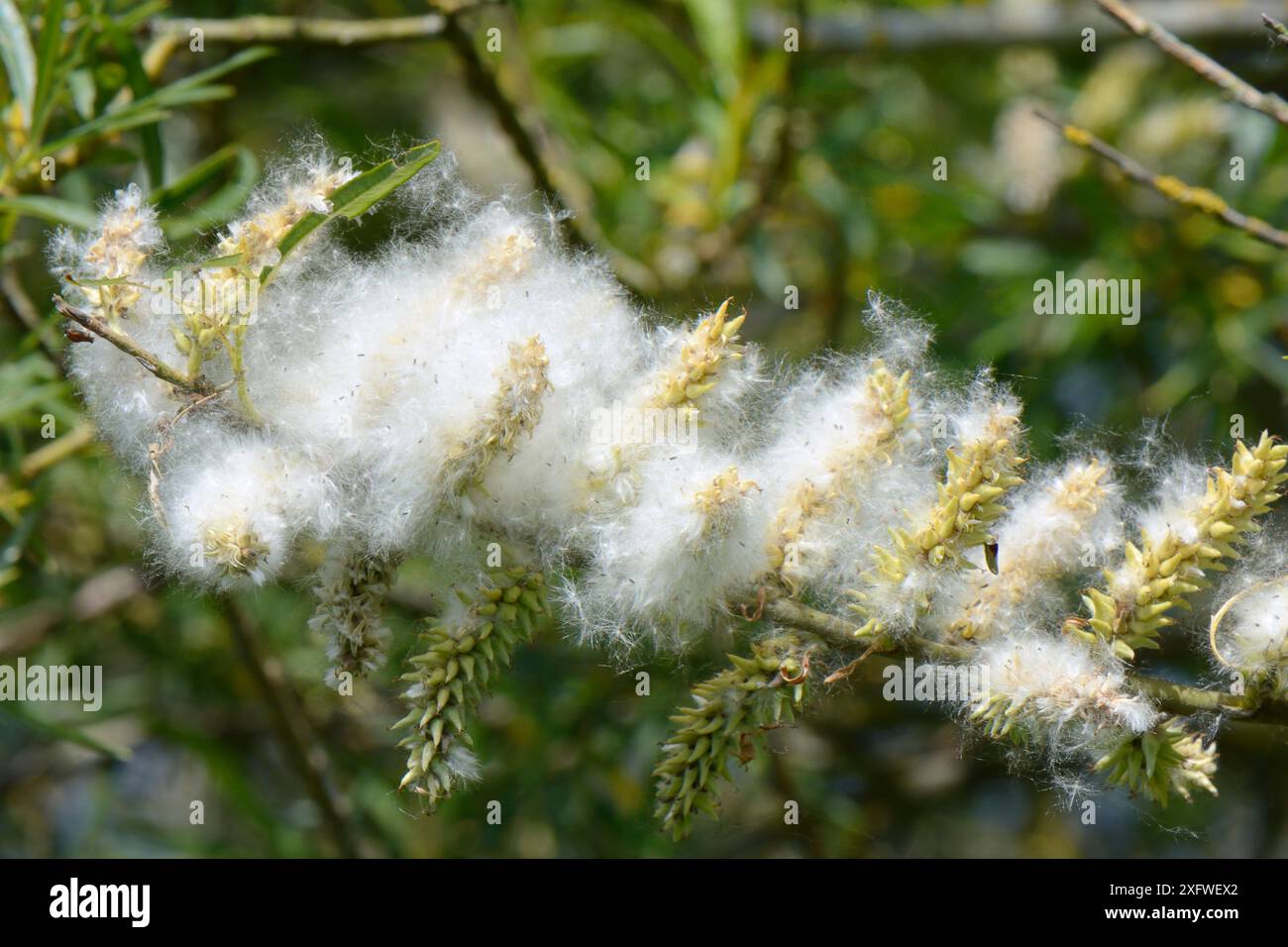 Gemeine-Weibchen (Salix viminalis), weibliche Catkins, die Samen freisetzen, Wiltshire, Großbritannien, April. Stockfoto