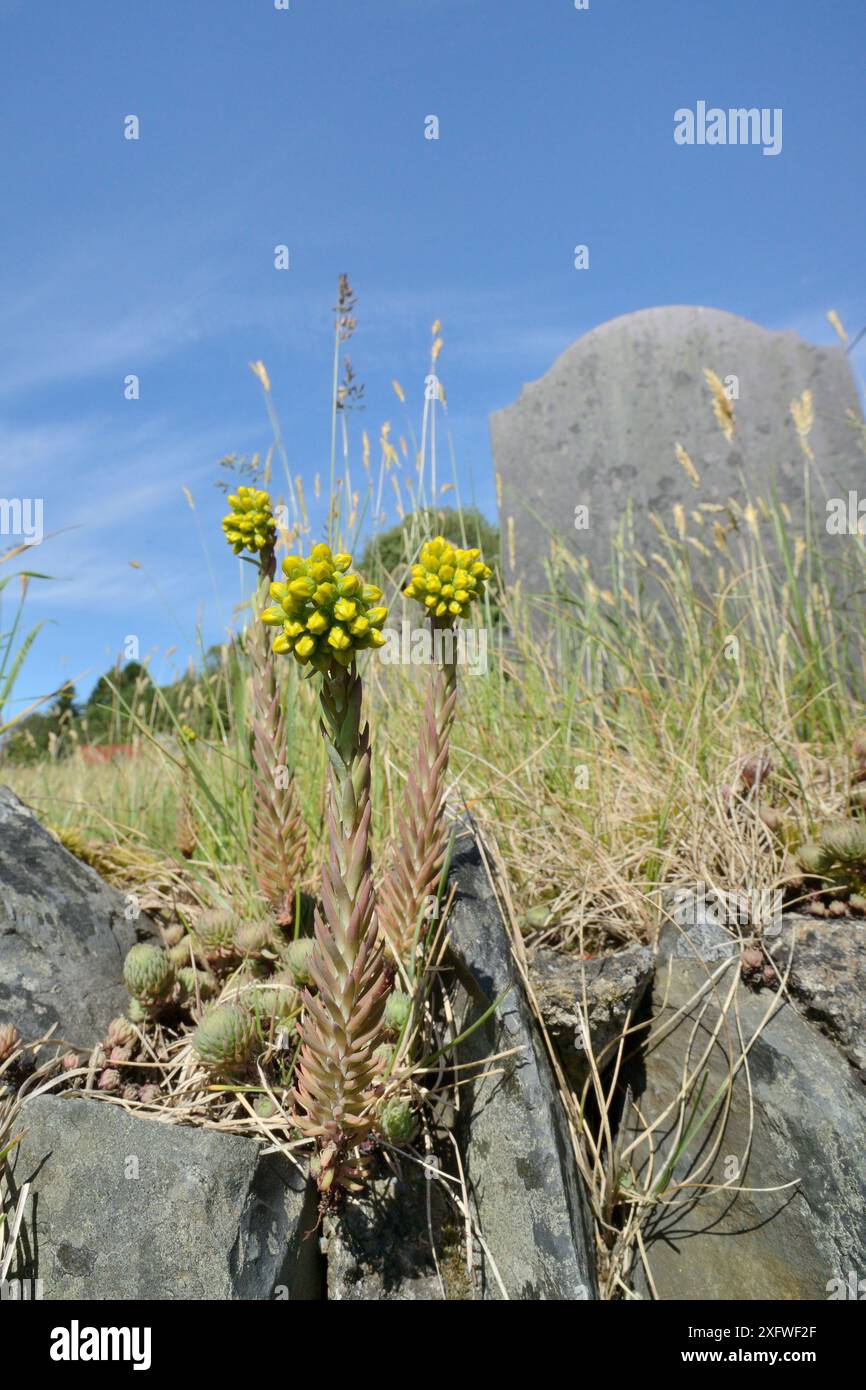 Reflexstonecrop (Sedum rupestre) blüht auf einer Friedhofsmauer, Ysbyty Ystwyth, Ceredigon, Wales, Vereinigtes Königreich, Juni. Stockfoto