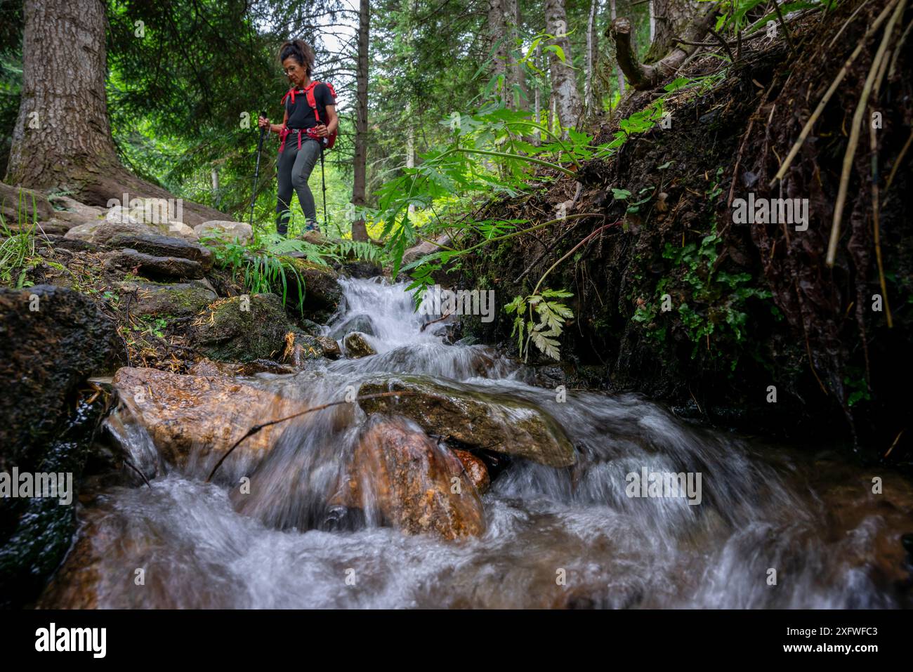 Aufstieg durch den Wald von Canigo in Richtung Schutzhütte Mariailles, Region Conflent, Pyrénées-Orientales, Region Languedoc-Roussillon, Französische Republik, Europa. Stockfoto