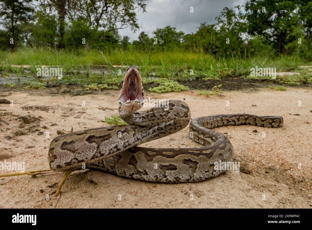 Afrikanische Steinpython (Python sebae) in einer Verteidigungsstellung im Gorongosa-Nationalpark, Mosambik Stockfoto